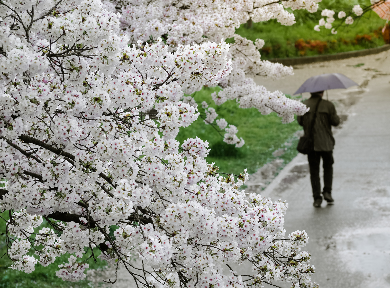 Students and families in a Canadian neighborhood